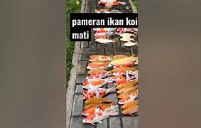 Ikan Koi Besar Mati